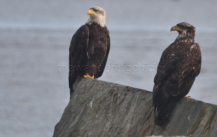 eagle